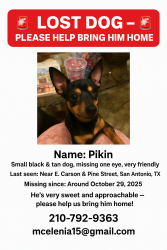 Lost Male Dog last seen Government hill, San Antonio, TX 78208