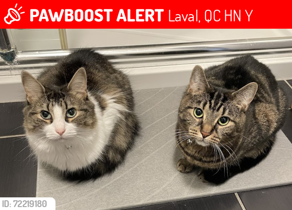 Lost Female Cat last seen Near Leo-Lacombe, Laval, QC H7N 3Y2