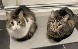 Lost Female Cat last seen Near Leo-Lacombe, Laval, QC H7N 3Y2