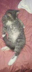 Lost Male Cat last seen Mountford Ave Guildford , Guildford, NSW 2161