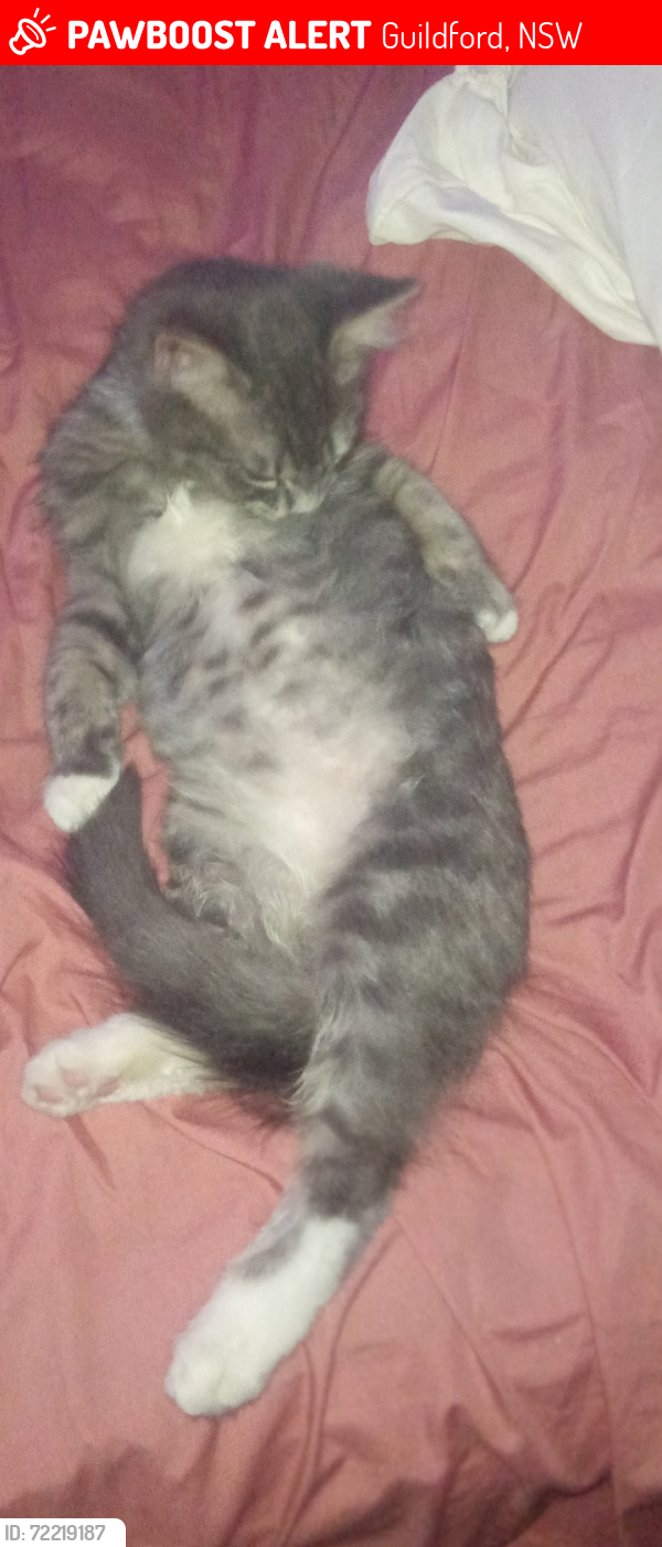 Lost Male Cat last seen Mountford Ave Guildford , Guildford, NSW 2161