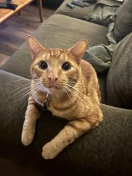 Lost Male Cat last seen fairmount park apmts, Camp Hill, PA 17011