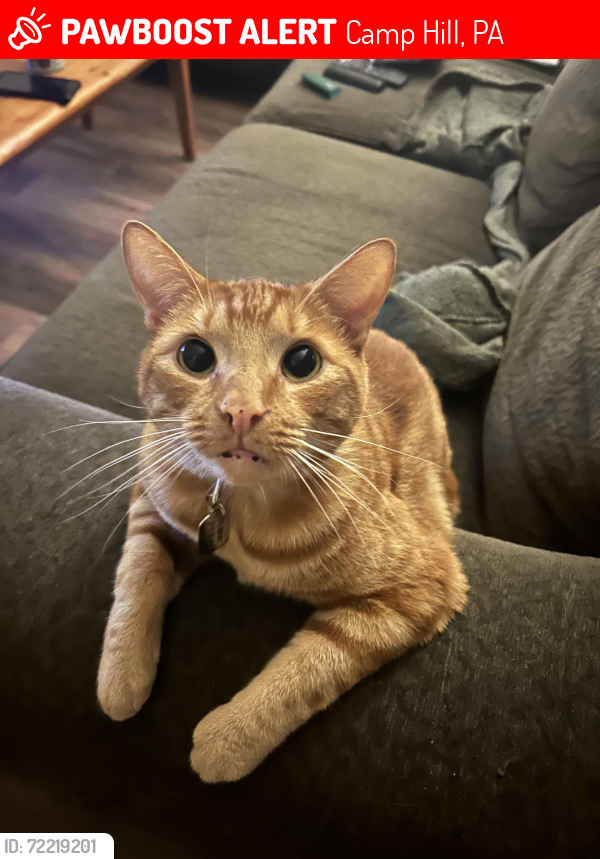 Lost Male Cat last seen fairmount park apmts, Camp Hill, PA 17011