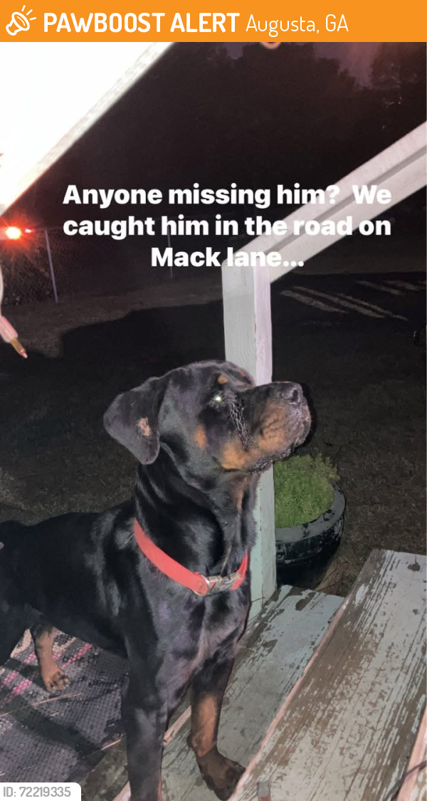 Found/Stray Male Dog last seen Augusta animal services , Augusta, GA 30906