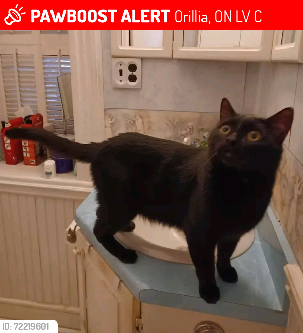 Lost Male Cat last seen Borland St East Apt 1 Orillia , Orillia, ON L3V 2C3