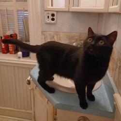 Lost Male Cat last seen Borland St East Apt 1 Orillia , Orillia, ON L3V 2C3
