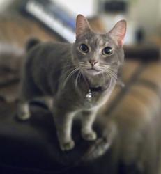 Lost Female Cat last seen Hardy rd, Vinton, VA 24179