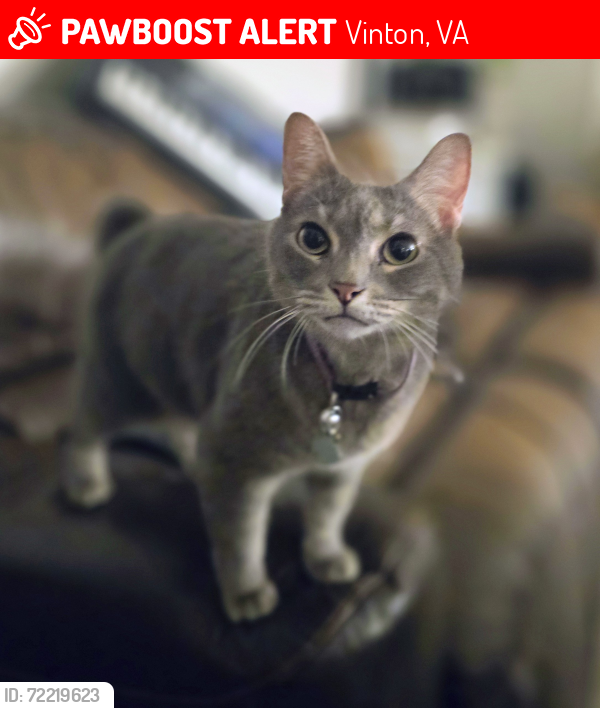 Lost Female Cat last seen Hardy rd, Vinton, VA 24179