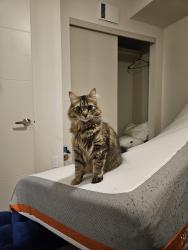 Lost Female Cat last seen Near Mount Talbert off Talbert Street and 97th, Happy Valley, OR 97015