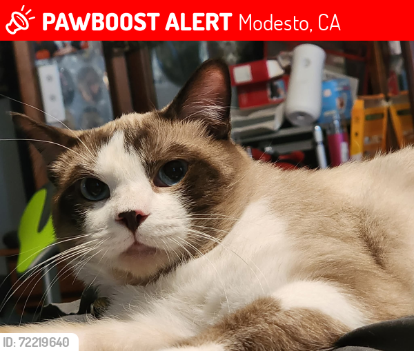Lost Male Cat last seen Penny lane , Modesto, CA 95354