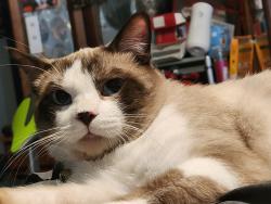 Lost Male Cat last seen Penny lane , Modesto, CA 95354
