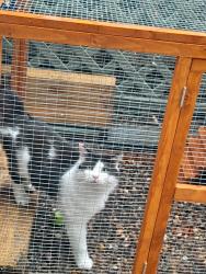 Lost Male Cat last seen Stocksbridge , Stocksbridge, England S36 4GG