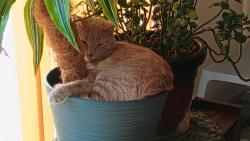 Lost Female Cat last seen E.26th and University , Des Moines, IA 50317