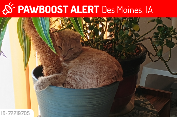 Lost Female Cat last seen E.26th and University , Des Moines, IA 50317