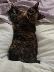 Lost Female Cat last seen Fox Chase Apartments/The woods/Woodcroft Parkway and Highgate Dr , Durham, NC 27713