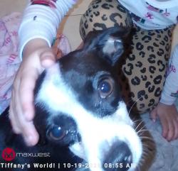 Lost Female Dog last seen N. Orchard Street and E. Gettysburg Ave, Fresno, CA 93726