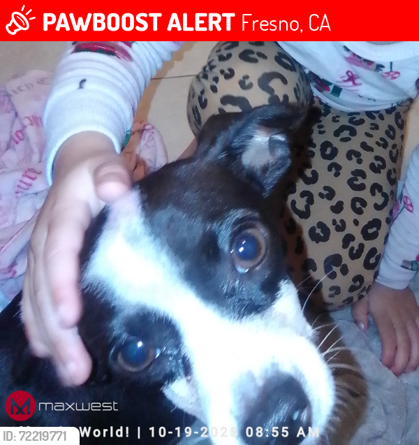 Lost Female Dog last seen N. Orchard Street and E. Gettysburg Ave, Fresno, CA 93726