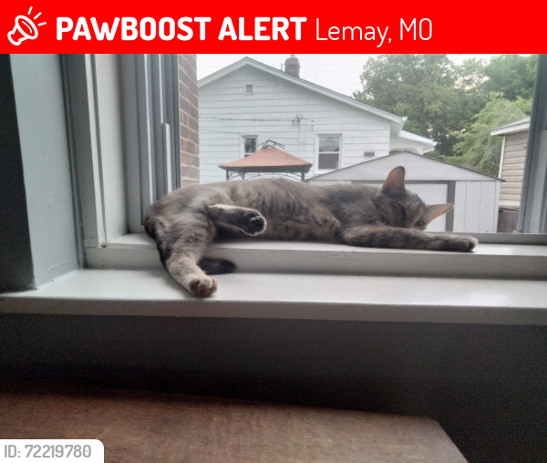 Lost Female Cat last seen Corner hse on Military rd and Weiss str, Lemay, MO 63125