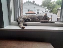 Lost Female Cat last seen Corner hse on Military rd and Weiss str, Lemay, MO 63125