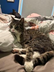 Lost Male Cat last seen Rébec / Boischatel, L'Île-Perrot, QC J7V 6J4