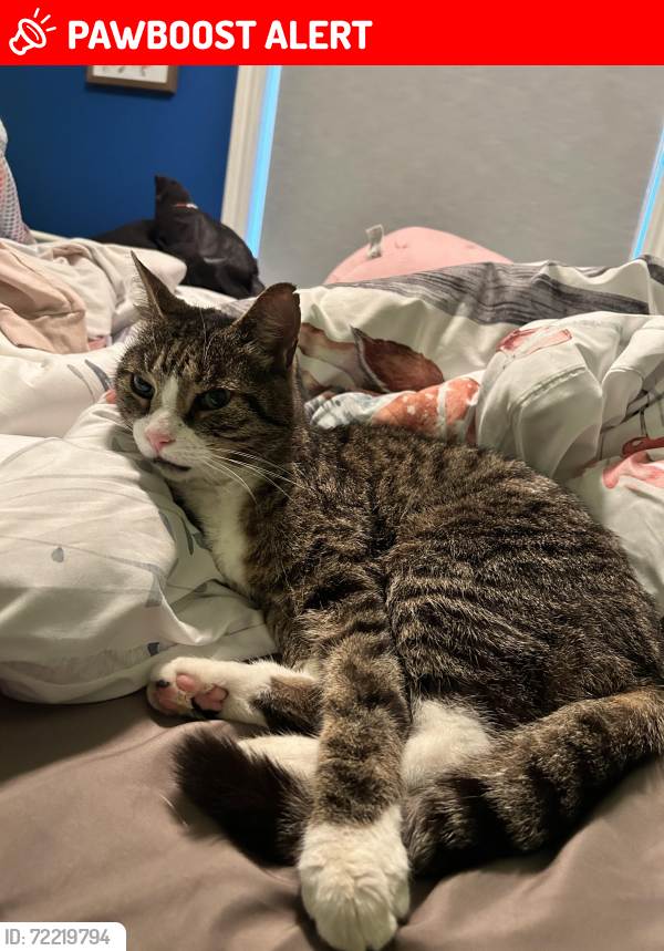 Lost Male Cat last seen Rébec / Boischatel, L'Île-Perrot, QC J7V 6J4