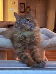 Lost Male Cat last seen Pigeon pass, Moreno Valley, CA 92557