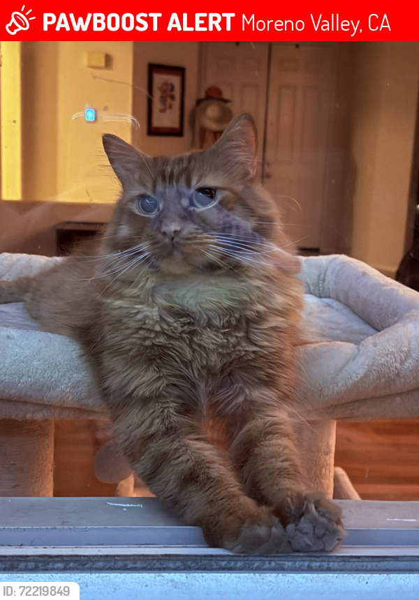 Lost Male Cat last seen Pigeon pass, Moreno Valley, CA 92557