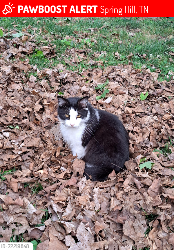 Lost Male Cat last seen Depot St, Autumn Ridge subdivision , Spring Hill, TN 37174