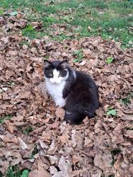 Lost Male Cat last seen Depot St, Autumn Ridge subdivision , Spring Hill, TN 37174
