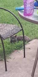 Lost Female Cat last seen Turnabout Loop, Schertz, TX 78108