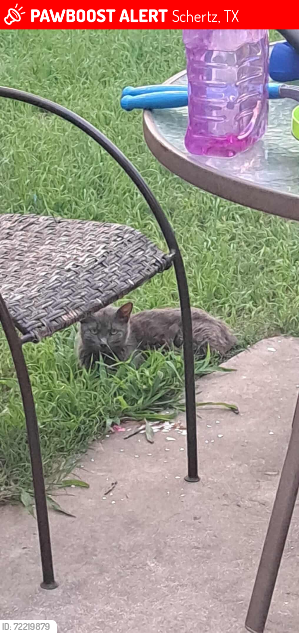 Lost Female Cat last seen Turnabout Loop, Schertz, TX 78108