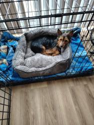 Lost Female Dog last seen Florida Ave NE, Washington, DC 20001