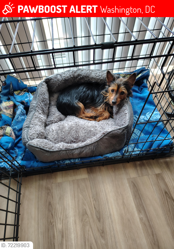 Lost Female Dog last seen Florida Ave NE, Washington, DC 20001