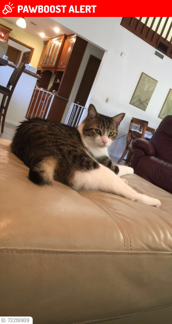 Lost Male Cat last seen Interlachen Rd, Iverness Ave in Suntree, FL, Twin Lakes At Suntree, FL 32940