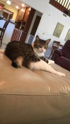 Lost Male Cat last seen Interlachen Rd, Iverness Ave in Suntree, FL, Twin Lakes At Suntree, FL 32940