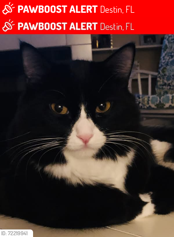 Lost Male Cat last seen Holiday rd, Destin, FL 32550