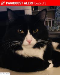 Lost Male Cat last seen Holiday rd, Destin, FL 32550