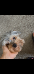 Lost Male Dog last seen Whitman circle , Salinas, CA 93906