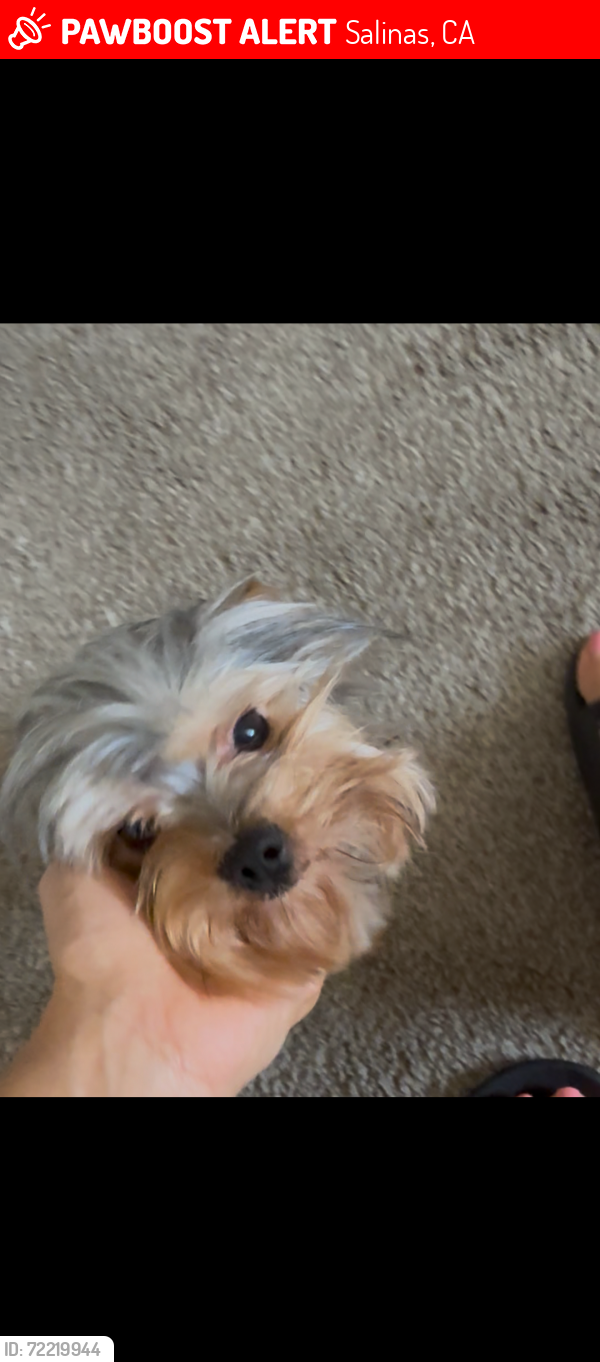 Lost Male Dog last seen Whitman circle , Salinas, CA 93906