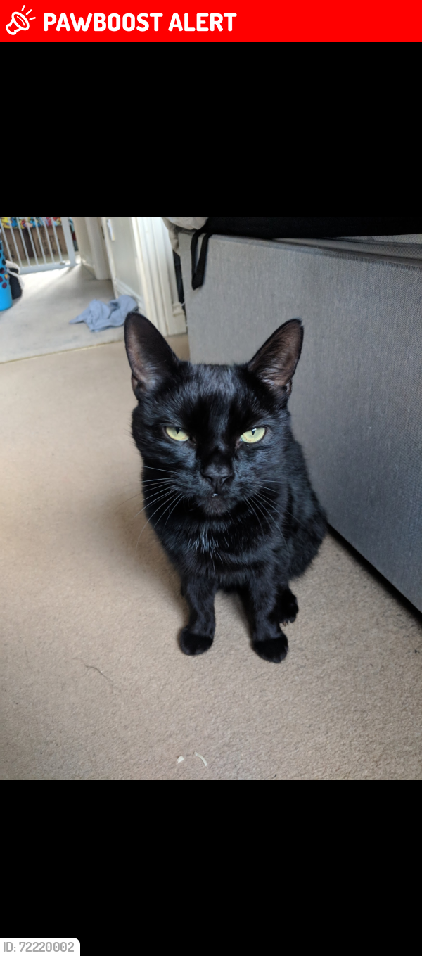 Lost Male Cat last seen , WF3, Tingley, England WF3 1BF