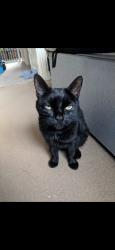 Lost Male Cat last seen , WF3, Tingley, England WF3 1BF
