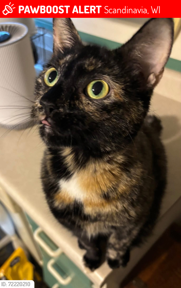 Lost Female Cat last seen Shady Drive and Hwy 49, Scandinavia, WI 54977