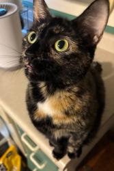 Lost Female Cat last seen Shady Drive and Hwy 49, Scandinavia, WI 54977