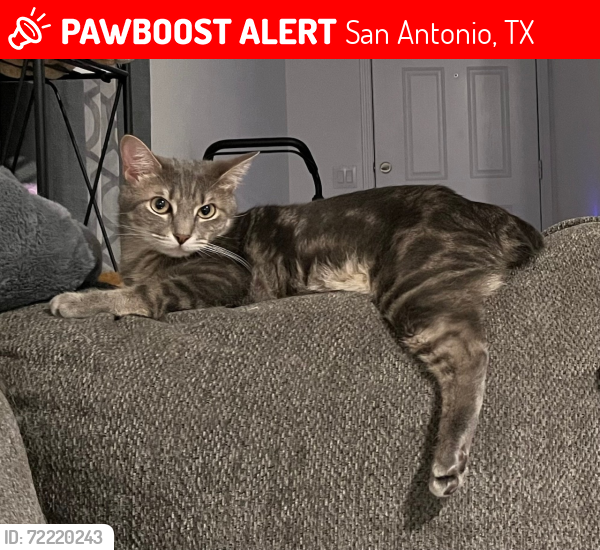 Lost Male Cat last seen Sneed Terrace and Janzen Rd, San Antonio, TX 78221