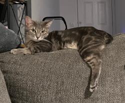 Lost Male Cat last seen Sneed Terrace and Janzen Rd, San Antonio, TX 78221