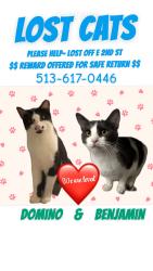 Lost Male Cat last seen E 2nd St and Apple St, Georgetown, OH 45121