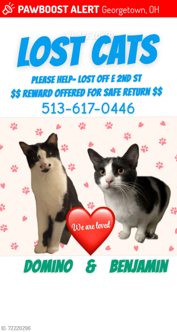 Lost Male Cat last seen E 2nd St and Apple St, Georgetown, OH 45121