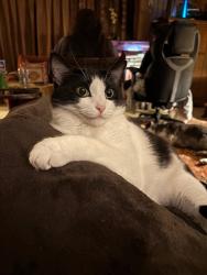 Lost Male Cat last seen Shady Drive and Hwy 49, Scandinavia, WI 54977
