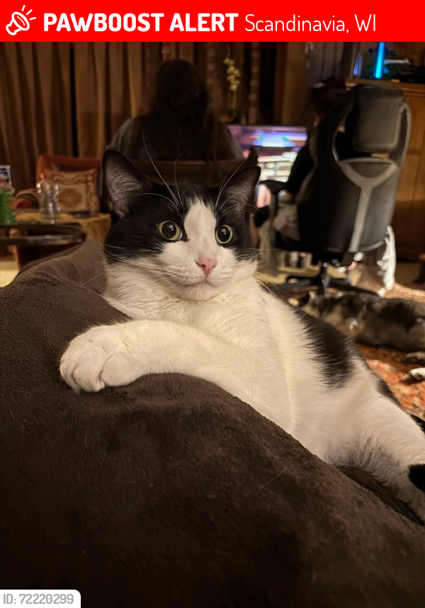 Lost Male Cat last seen Shady Drive and Hwy 49, Scandinavia, WI 54977