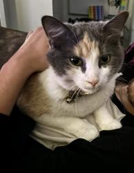 Lost Female Cat last seen Shady Drive and Hwy 49, Scandinavia, WI 54977